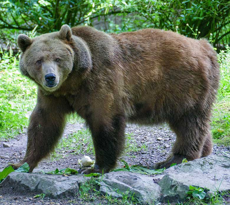 Braunbärin SIDDY am 10. Juli 2021 auf der Außenanlage im Grünen Zoo Wuppertal