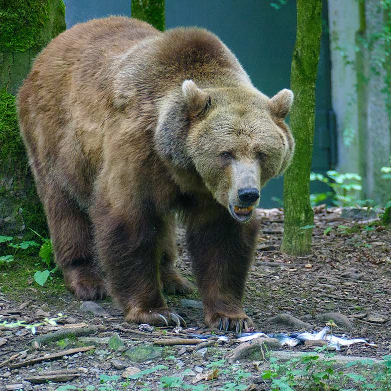 Braunbärin SIDDY am 10. Juli 2021 auf der Außenanlage im Zoo Wuppertal