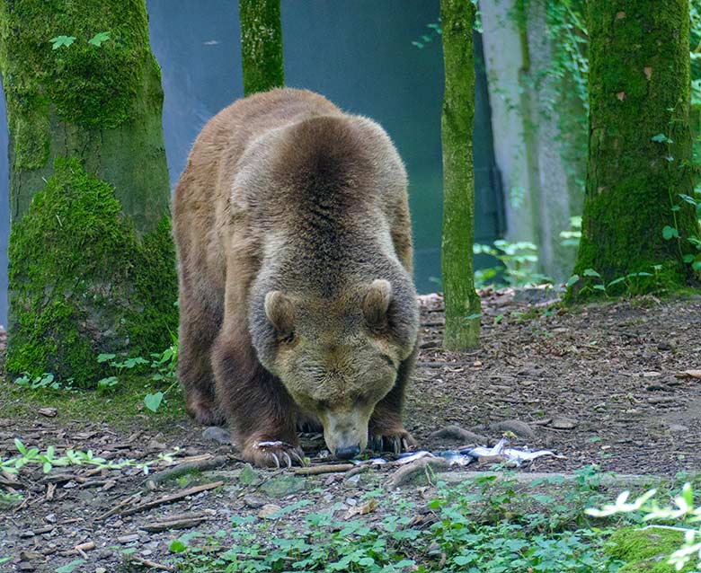 Braunbärin SIDDY am 10. Juli 2021 auf der Außenanlage im Zoologischen Garten der Stadt Wuppertal