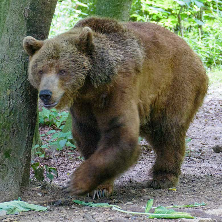 Braunbärin SIDDY am 21. Juli 2021 auf der Außenanlage im Zoo Wuppertal