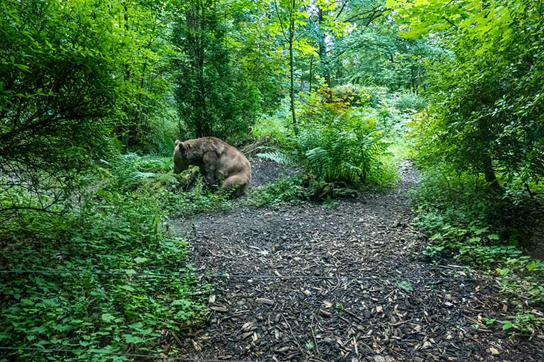 Blick aus dem überdachten Beobachtungsstand auf Braunbärin SIDDY am 1. August 2021 auf der Außenanlage im Wuppertaler Zoo