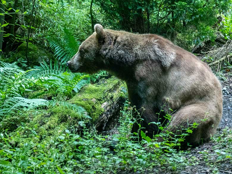 Blick aus dem überdachten Beobachtungsstand auf Braunbärin SIDDY am 1. August 2021 auf der Außenanlage im Grünen Zoo Wuppertal