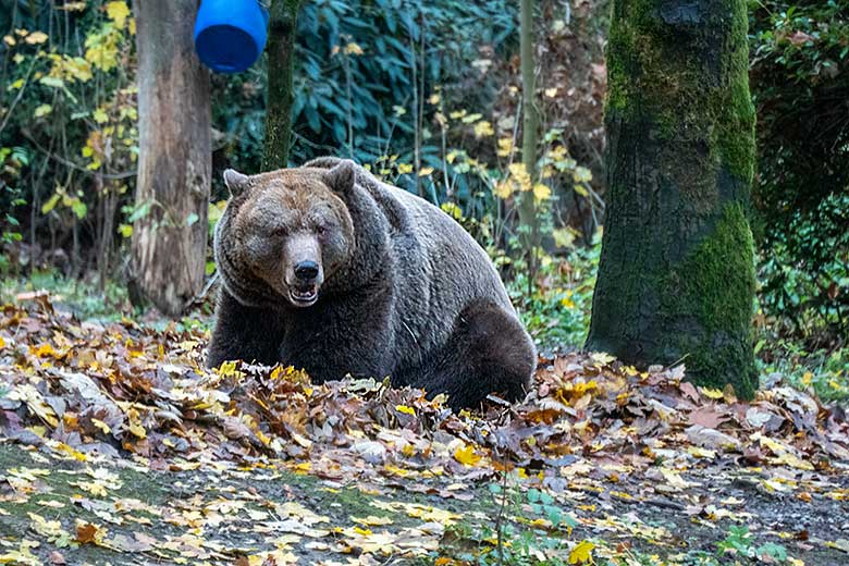 Braunbärin SIDDY am 14. November 2021 auf der Außenanlage im Wuppertaler Zoo