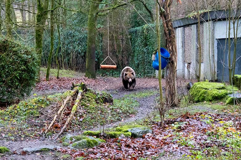 Braunbärin SIDDY am 19. Dezember 2021 auf der Außenanlage im Grünen Zoo Wuppertal