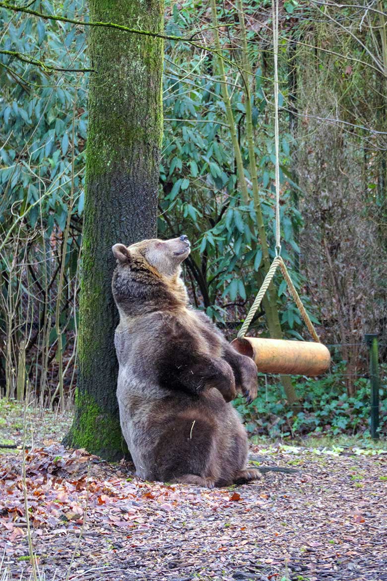 Braunbärin SIDDY am 8. Januar 2022 auf der Außenanlage im Wuppertaler Zoo