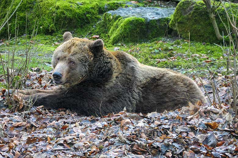 Braunbärin SIDDY am 30. Januar 2022 auf der Außenanlage im Zoologischen Garten Wuppertal