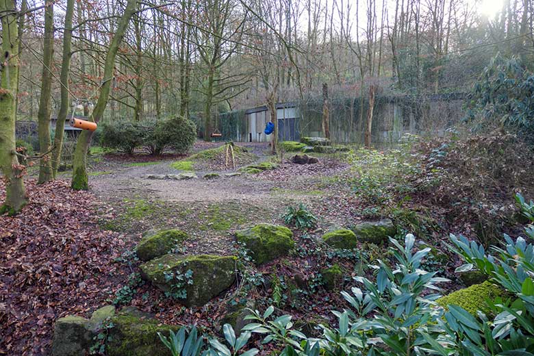 Braunbärin SIDDY am 30. Januar 2022 auf der Außenanlage im Grünen Zoo Wuppertal