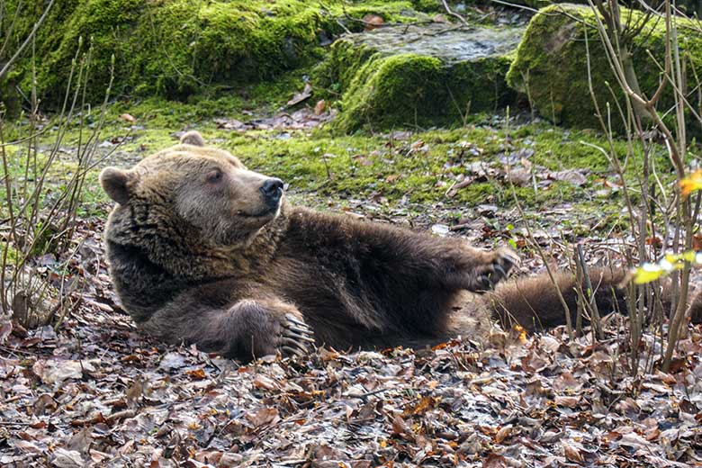 Braunbärin SIDDY am 16. März 2022 auf der Außenanlage im Grünen Zoo Wuppertal