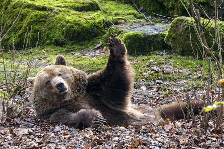 Braunbärin SIDDY am 16. März 2022 auf der Außenanlage im Wuppertaler Zoo