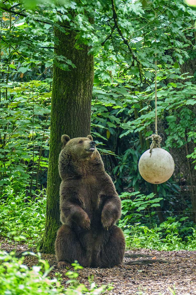 Braunbärin SIDDY am 17. Mai 2022 auf der Braunbären-Außenanlage im Wuppertaler Zoo