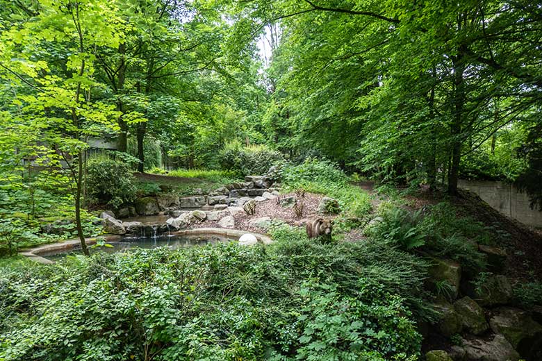 Braunbärin SIDDY am 26. Mai 2022 auf der Braunbären-Außenanlage im Grünen Zoo Wuppertal