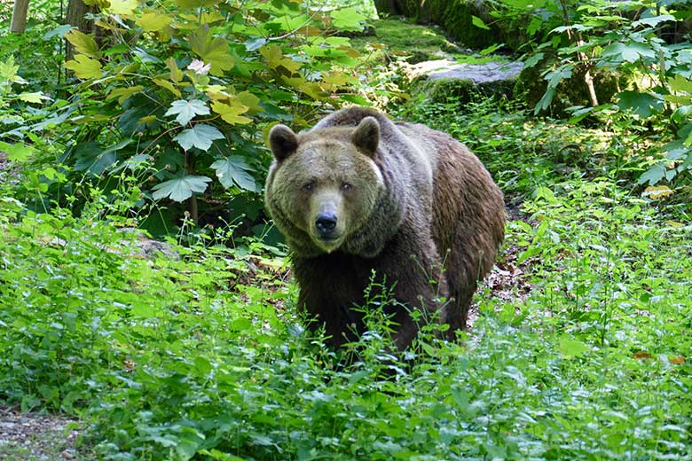 Braunbärin SIDDY am 6. Juni 2022 auf der Braunbären-Außenanlage im Zoologischen Garten Wuppertal