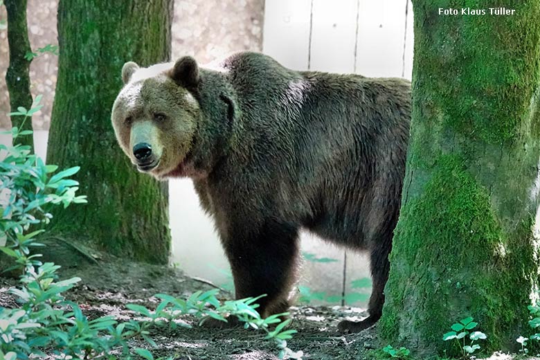 Braunbärin SIDDY am 15. Juni 2022 auf der Braunbären-Außenanlage im Wuppertaler Zoo (Foto Klaus Tüller)