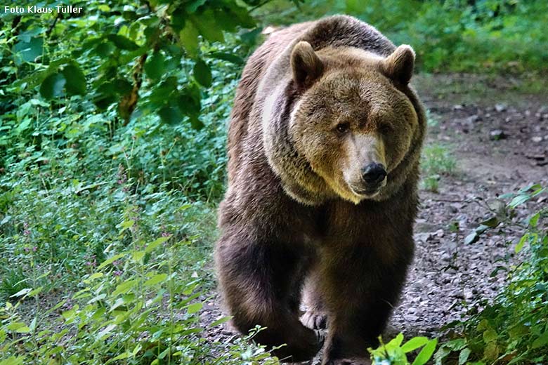 Braunbärin SIDDY am 15. Juni 2022 auf der Braunbären-Außenanlage im Zoo Wuppertal (Foto Klaus Tüller)