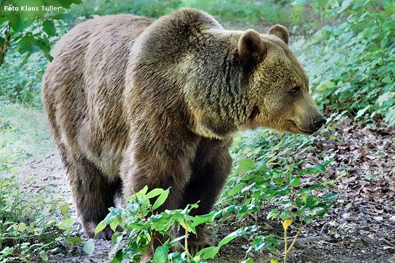 Braunbärin SIDDY am 15. Juni 2022 auf der Braunbären-Außenanlage im Grünen Zoo Wuppertal (Foto Klaus Tüller)