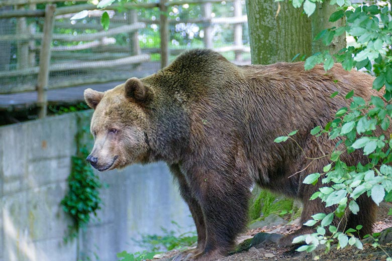 Braunbärin SIDDY am 28. Juni 2022 auf der Braunbären-Außenanlage im Zoologischen Garten der Stadt Wuppertal