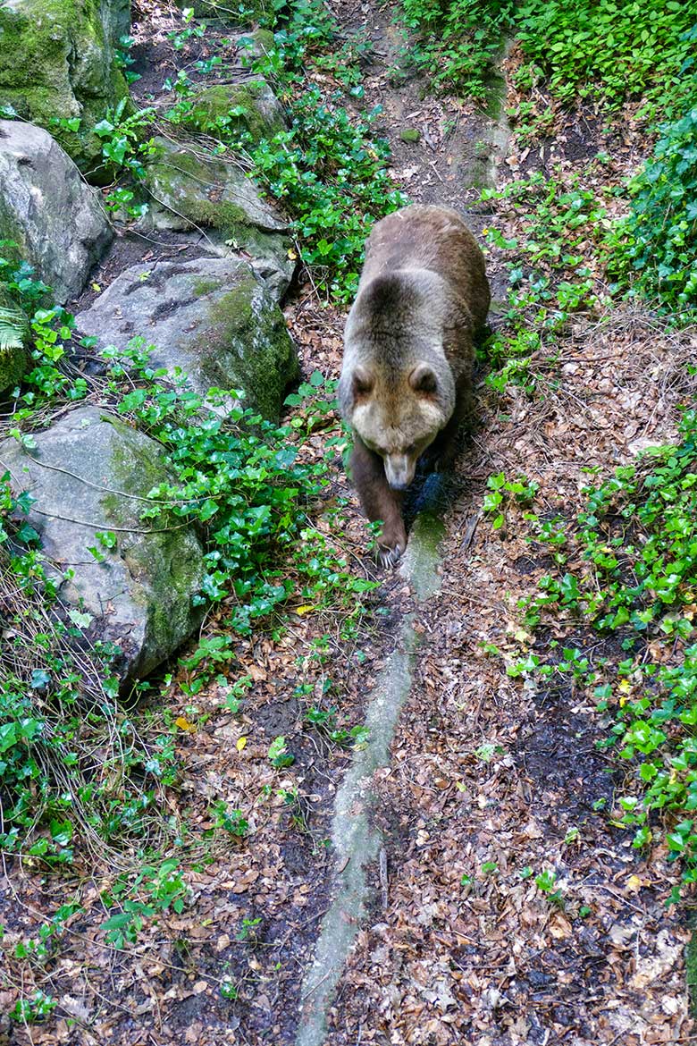 Braunbärin SIDDY am 28. Juni 2022 auf der Braunbären-Außenanlage im Zoo Wuppertal