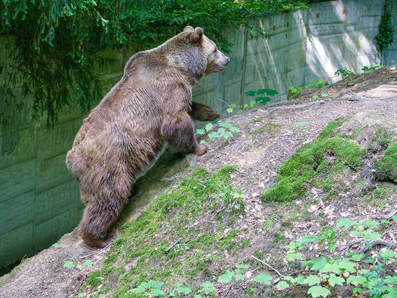 Braunbärin SIDDY am 28. Juni 2022 auf der Braunbären-Außenanlage im Grünen Zoo Wuppertal