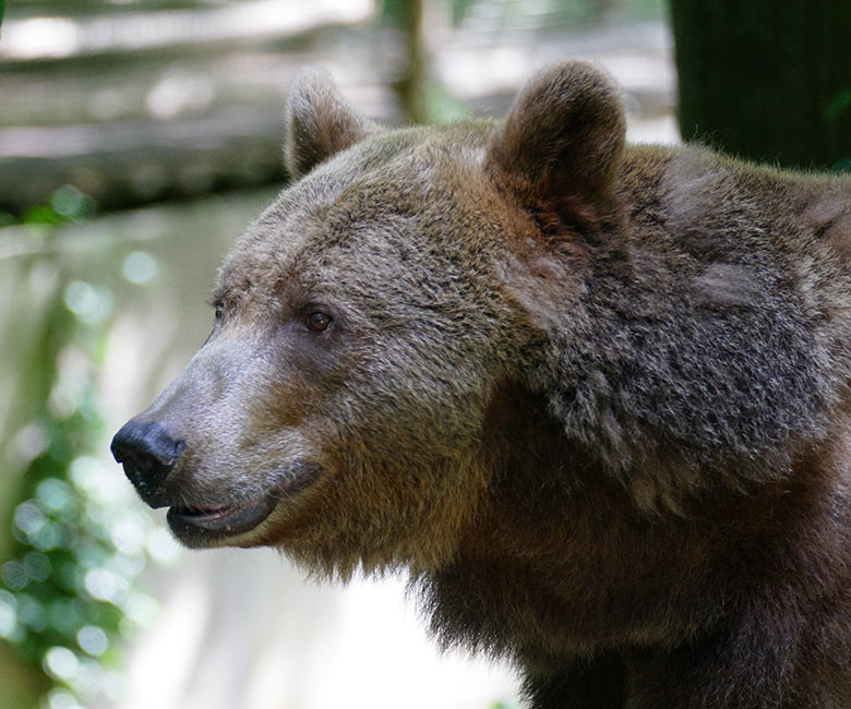 Braunbärin SIDDY am 25. Juli 2022 auf der Außenanlage im Wuppertaler Zoo