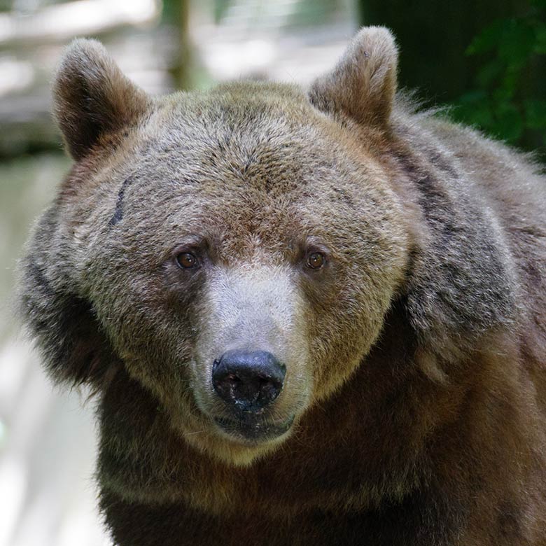 Braunbärin SIDDY am 25. Juli 2022 auf der Außenanlage im Grünen Zoo Wuppertal