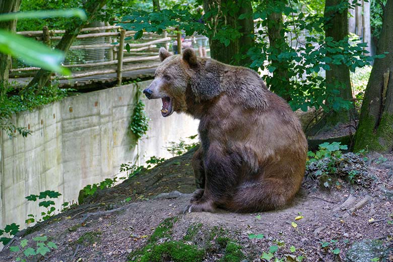 Braunbärin SIDDY am 25. Juli 2022 auf der Außenanlage im Zoologischen Garten Wuppertal