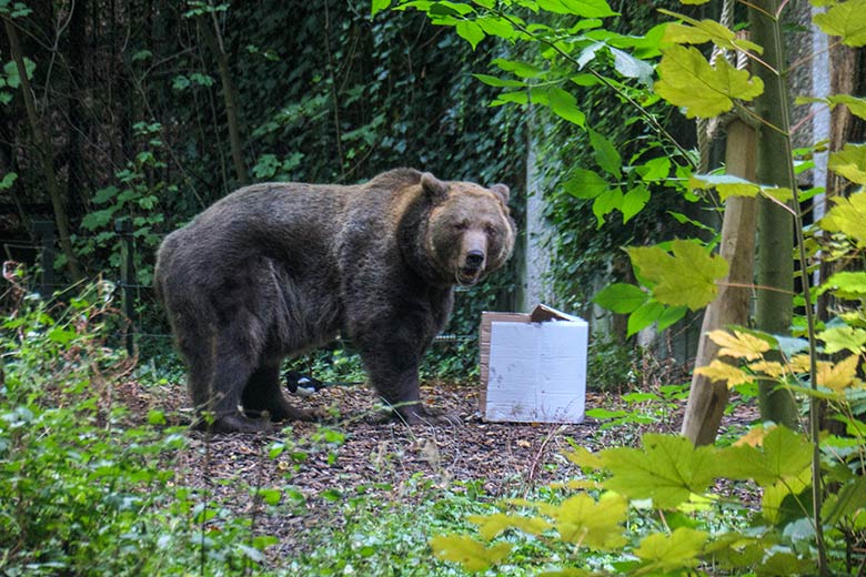 Braunbärin SIDDY am 17. September 2022 auf der Außenanlage im Grünen Zoo Wuppertal