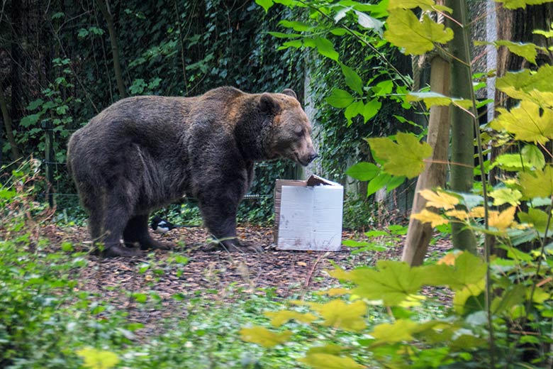 Braunbärin SIDDY am 17. September 2022 auf der Außenanlage im Zoologischen Garten Wuppertal