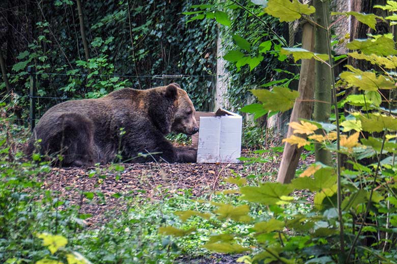 Braunbärin SIDDY am 17. September 2022 auf der Außenanlage im Wuppertaler Zoo