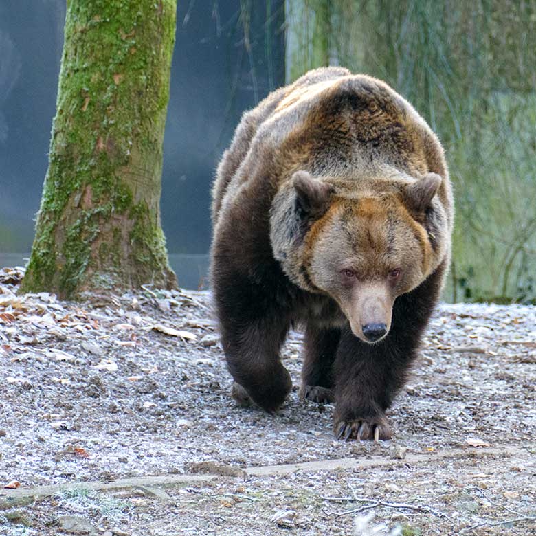 Braunbärin SIDDY am 17. Dezember 2022 auf der Außenanlage im Grünen Zoo Wuppertal