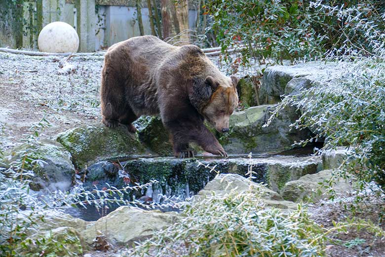 Braunbärin SIDDY am 17. Dezember 2022 auf der Außenanlage im Zoologischen Garten Wuppertal
