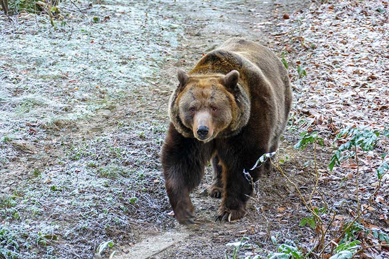 Braunbärin SIDDY am 17. Dezember 2022 auf der Außenanlage im Zoo Wuppertal