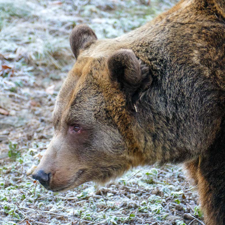 Braunbärin SIDDY am 17. Dezember 2022 auf der Außenanlage im Wuppertaler Zoo