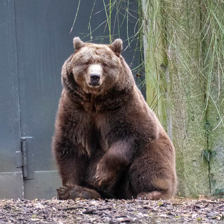 Braunbärin SIDDY am 20. Februar 2023 auf der Außenanlage im Zoologischen Garten Wuppertal