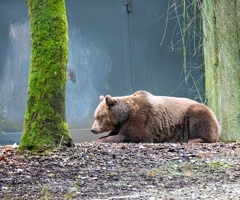 Braunbärin SIDDY am 20. Februar 2023 auf der Außenanlage im Grünen Zoo Wuppertal