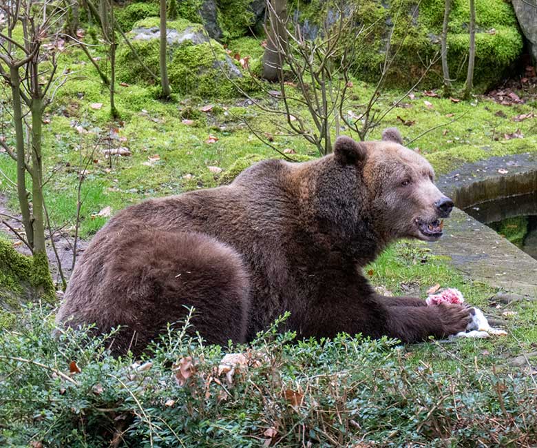 Braunbärin SIDDY am 20. Februar 2023 auf der Außenanlage im Zoologischen Garten der Stadt Wuppertal