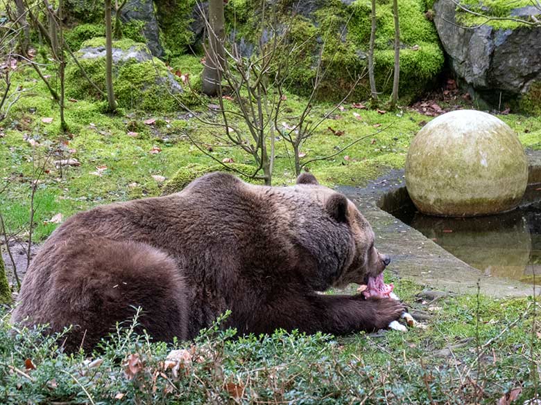 Braunbärin SIDDY am 20. Februar 2023 auf der Außenanlage im Grünen Zoo Wuppertal