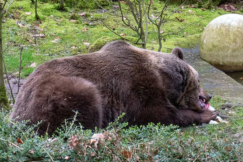 Braunbärin SIDDY am 20. Februar 2023 auf der Außenanlage im Wuppertaler Zoo