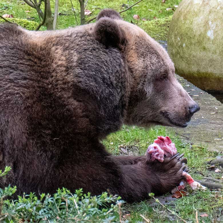 Braunbärin SIDDY am 20. Februar 2023 auf der Außenanlage im Zoologischen Garten Wuppertal