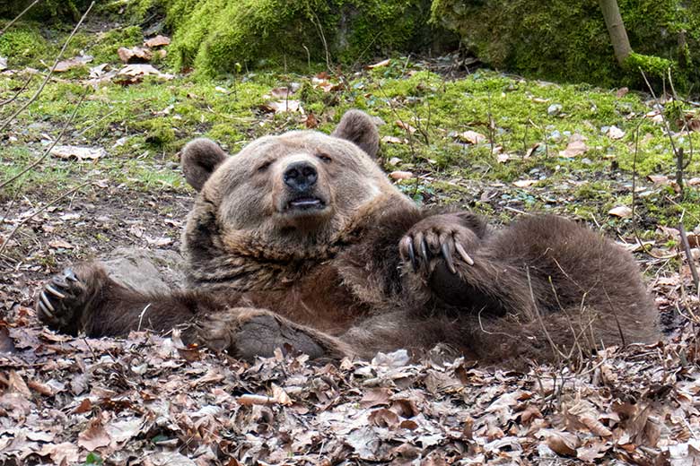 Braunbärin SIDDY am 4. März 2023 auf der Außenanlage im Wuppertaler Zoo