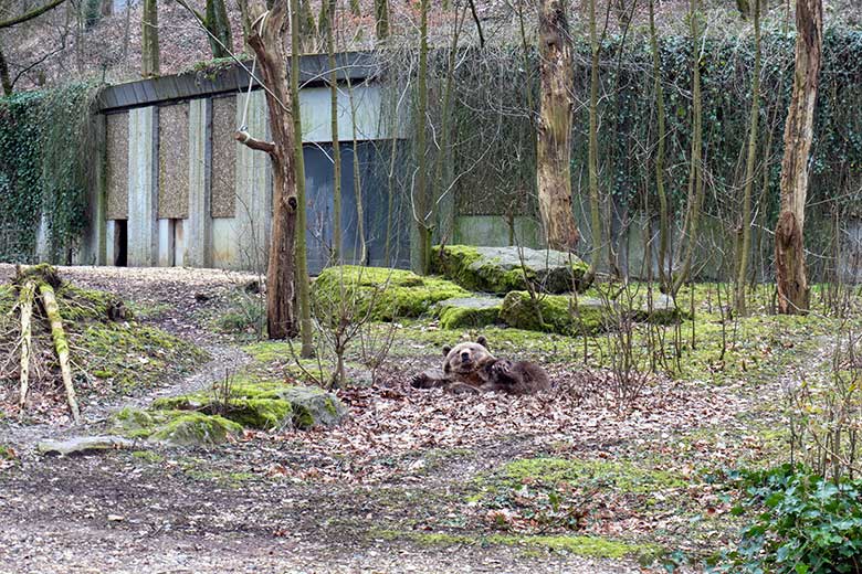 Braunbärin SIDDY am 4. März 2023 auf der Außenanlage im Zoologischen Garten Wuppertal