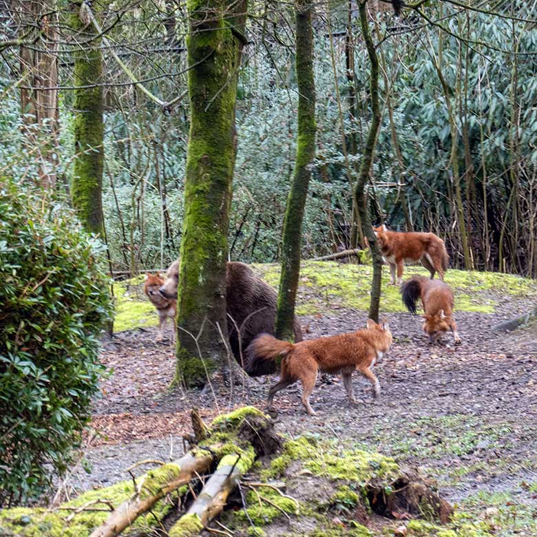 Braunbärin SIDDY und vier Asiatische Rothunde am 14. März 2023 auf der Braunbären-Außenanlage im Grünen Zoo Wuppertal