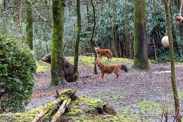 Braunbärin SIDDY und Asiatische Rothunde am 14. März 2023 auf der Braunbären-Außenanlage im Zoologischen Garten Wuppertal