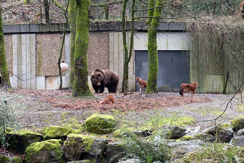 Braunbärin SIDDY und Asiatische Rothunde am 14. März 2023 auf der Braunbären-Außenanlage im Wuppertaler Zoo