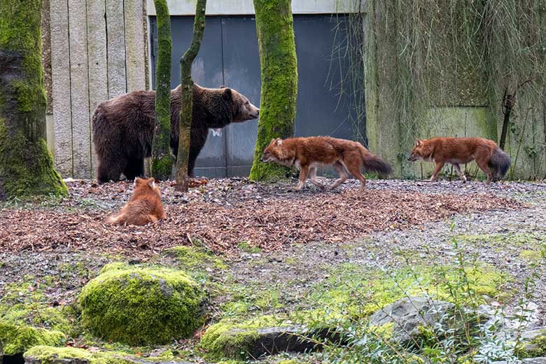 Braunbärin SIDDY und Asiatische Rothunde am 14. März 2023 auf der Braunbären-Außenanlage im Grünen Zoo Wuppertal