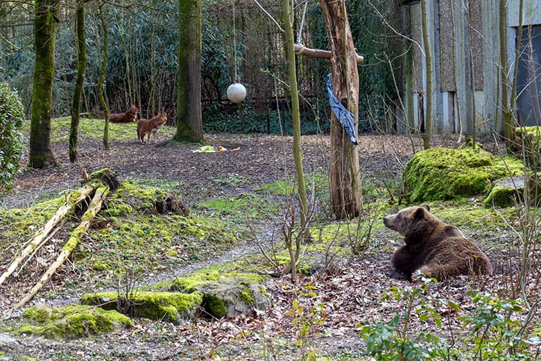 Braunbärin SIDDY und Asiatische Rothunde am 24. März 2023 auf der Braunbären-Außenanlage im Grünen Zoo Wuppertal