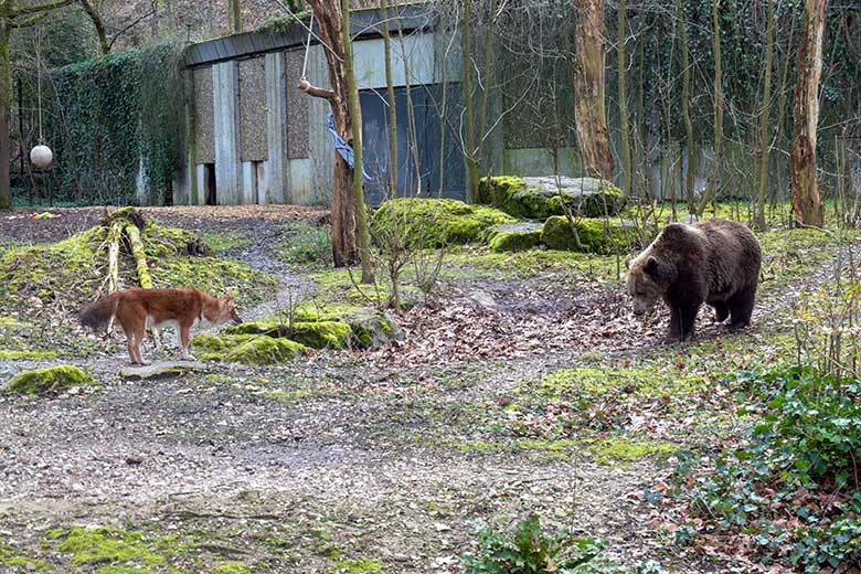 Braunbärin SIDDY und Asiatischer Rothund am 24. März 2023 auf der Braunbären-Außenanlage im Zoologischen Garten der Stadt Wuppertal