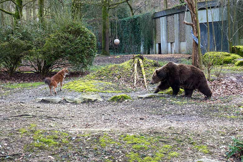 Braunbärin SIDDY und Asiatischer Rothund am 24. März 2023 auf der Braunbären-Außenanlage im Zoo Wuppertal