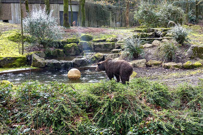 Braunbärin SIDDY und Asiatischer Rothund am 24. März 2023 auf der Braunbären-Außenanlage im Wuppertaler Zoo