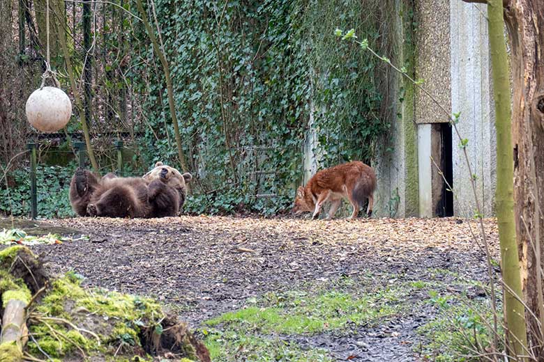 Braunbärin SIDDY und Asiatischer Rothund am 25. März 2023 auf der Braunbären-Außenanlage im Grünen Zoo Wuppertal