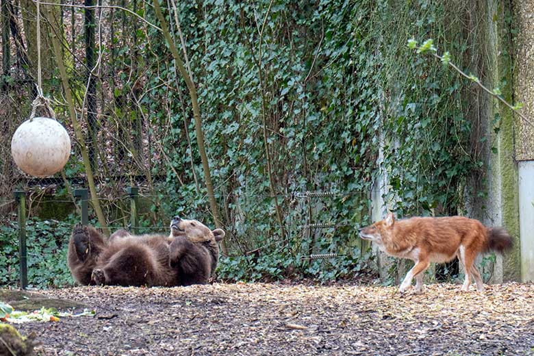 Braunbärin SIDDY und Asiatischer Rothund am 25. März 2023 auf der Braunbären-Außenanlage im Zoologischen Garten der Stadt Wuppertal